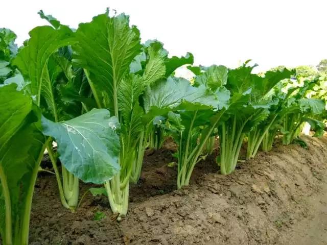 【秒杀】增城迟菜心上线了，正宗源产地，最好吃的时间，错过再等一年!!